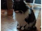 Adopt Nori a Black & White or Tuxedo Domestic Longhair / Mixed (medium coat) cat