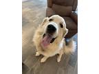 Adopt Koda a Tan/Yellow/Fawn - with White Great Pyrenees / Mixed dog in