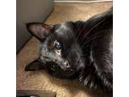 Adopt Miles a All Black American Shorthair / Mixed (short coat) cat in Apple