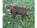 Adopt Boss a Brown/Chocolate - with White American Staffordshire Terrier / Mixed