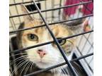 Adopt Daisy a Calico or Dilute Calico Domestic Shorthair cat in Kingman