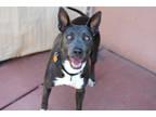 Adopt Nala a Gray/Blue/Silver/Salt & Pepper American Pit Bull Terrier / Mixed