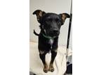Adopt Gregory a Black Shepherd (Unknown Type) / Mixed dog in Phoenix