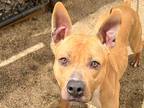 Adopt Bruno a Tan/Yellow/Fawn Mixed Breed (Medium) / Mixed dog in Georgetown