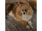 Adopt Beatrix a Red/Golden/Orange/Chestnut Pomeranian / Mixed dog in Prole