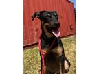 Adopt Barry a Black Rottweiler / Shepherd (Unknown Type) / Mixed (short coat)