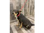 Adopt Red DRQ121 4-29-24 a Black Australian Cattle Dog / Mixed dog in San