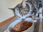 Adopt Nari a Tan or Fawn Tabby Tabby / Mixed (medium coat) cat in Beaverton