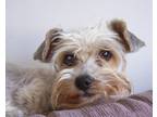Adopt Paige a White Miniature Schnauzer dog in Kelowna, BC (41226925)