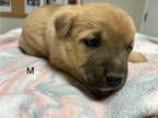 Adopt nursing/not avail. a Tan/Yellow/Fawn Shepherd (Unknown Type) / Mixed Breed