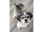 Adopt Reggie a White Shih Tzu / Lhasa Apso dog in Kelowna, BC (41025991)