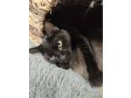 Adopt Trish a All Black Domestic Shorthair / Mixed (short coat) cat in Park