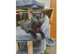 Adopt Vincent a Black (Mostly) Domestic Shorthair / Mixed cat in Park Falls
