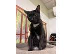 Adopt Candy a Black & White or Tuxedo Domestic Shorthair / Mixed (short coat)
