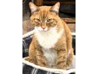 Adopt C24-41 Butterscotch Krimpet a Domestic Shorthair / Mixed (short coat) cat