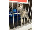 Adopt Pickles a Brown Tabby Domestic Shorthair (short coat) cat in Geneseo