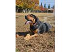 Adopt Beans a Brown/Chocolate German Shepherd Dog / Rottweiler / Mixed dog in