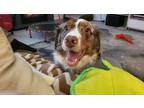 Adopt Falkor a White - with Red, Golden, Orange or Chestnut Australian Shepherd