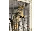 Adopt Franny a Brown Tabby Domestic Shorthair (short coat) cat in Geneseo