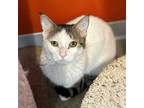 Adopt Nugget a White Domestic Shorthair / Domestic Shorthair / Mixed cat in