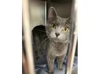 Adopt Katniss a Gray or Blue Domestic Shorthair (short coat) cat in Geneseo