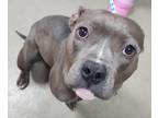 Adopt Lily a Merle American Pit Bull Terrier / Mixed Breed (Medium) / Mixed