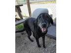Adopt Sally a Black Retriever (Unknown Type) / Mixed dog in Greenville