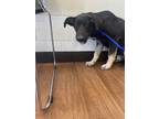 Adopt Carmella a Black Shepherd (Unknown Type) / Mixed dog in Baton Rouge