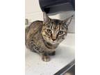 Adopt Jade a Brown Tabby Domestic Shorthair (short coat) cat in DIDSBURY