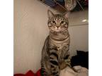 Adopt Mr. Man a Tiger Striped Domestic Shorthair / Mixed (short coat) cat in