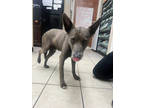 Adopt Skwinkly a Gray/Blue/Silver/Salt & Pepper Mixed Breed (Medium) / Mixed dog
