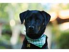 Adopt Finn a Black Labrador Retriever / Mixed dog in Raleigh, NC (41310933)