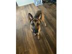 Adopt Odin a Brown/Chocolate - with Black German Shepherd Dog / Mixed dog in