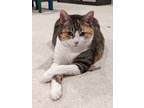 Adopt Annie a Calico or Dilute Calico Calico / Mixed (short coat) cat in