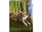 Adopt Lana a Tan/Yellow/Fawn Australian Shepherd / Husky / Mixed dog in Fresno