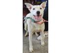 Adopt Etta a White Bull Terrier / Mixed dog in LaHarpe, KS (40929617)