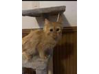 Adopt Suzie a Orange or Red Domestic Longhair / Domestic Shorthair / Mixed cat