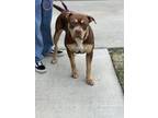 Adopt Ava a Brown/Chocolate American Pit Bull Terrier / Mixed dog in Lakewood