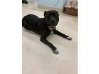 Adopt Sable K62 5-6-24 a Black American Pit Bull Terrier / Mixed Breed (Medium)