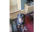 Adopt Chance a Black - with Brown, Red, Golden, Orange or Chestnut Rottweiler /