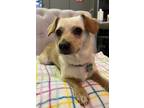 Adopt Lemony a Tan/Yellow/Fawn Spaniel (Unknown Type) / Dachshund / Mixed dog in