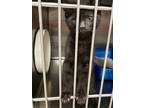 Adopt Dijon a All Black Domestic Shorthair (short coat) cat in Geneseo