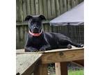 Adopt Hermione a Black Labrador Retriever / Mixed dog in Corinth, MS (40952327)