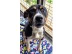 Adopt Ozzie a Black Greater Swiss Mountain Dog / Mixed dog in Fort Worth