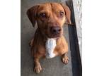 Adopt One Eye Jack a Brown/Chocolate American Staffordshire Terrier / Mixed dog