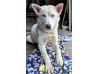 Adopt Talia a White Husky / Mixed dog in Fort Worth, TX (41141388)