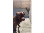 Adopt Moose a Brown/Chocolate Labrador Retriever / American Pit Bull Terrier /