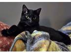Adopt Monkey a Black (Mostly) Domestic Shorthair (short coat) cat in