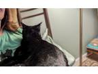 Adopt Millie a Black (Mostly) Domestic Shorthair / Mixed (short coat) cat in