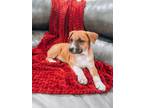 Adopt Betty Pearson a Tricolor (Tan/Brown & Black & White) Boxer / Mixed dog in